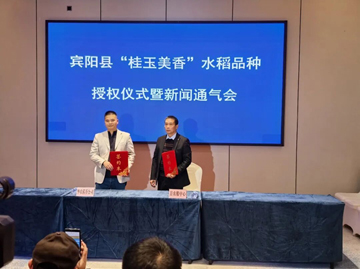 优质稻种“播种”八桂大地，为稻米品牌突围开路